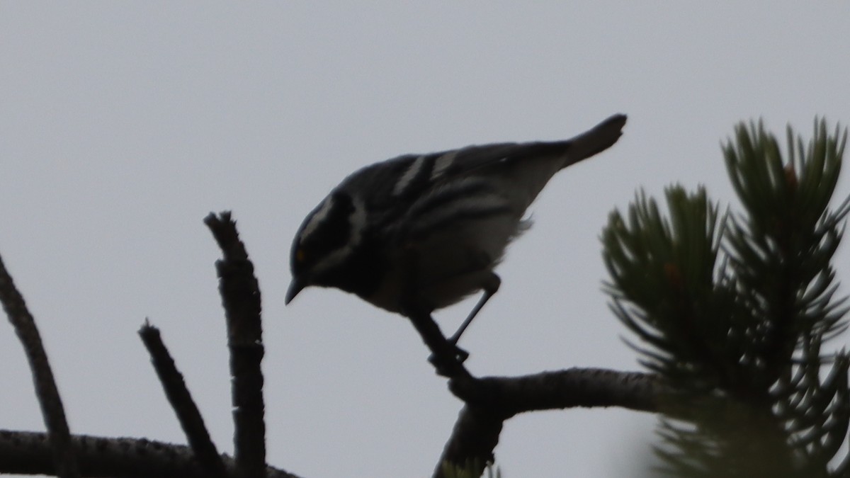 gråparula - ML580526371