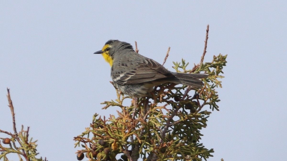 ponderosaparula - ML580526451