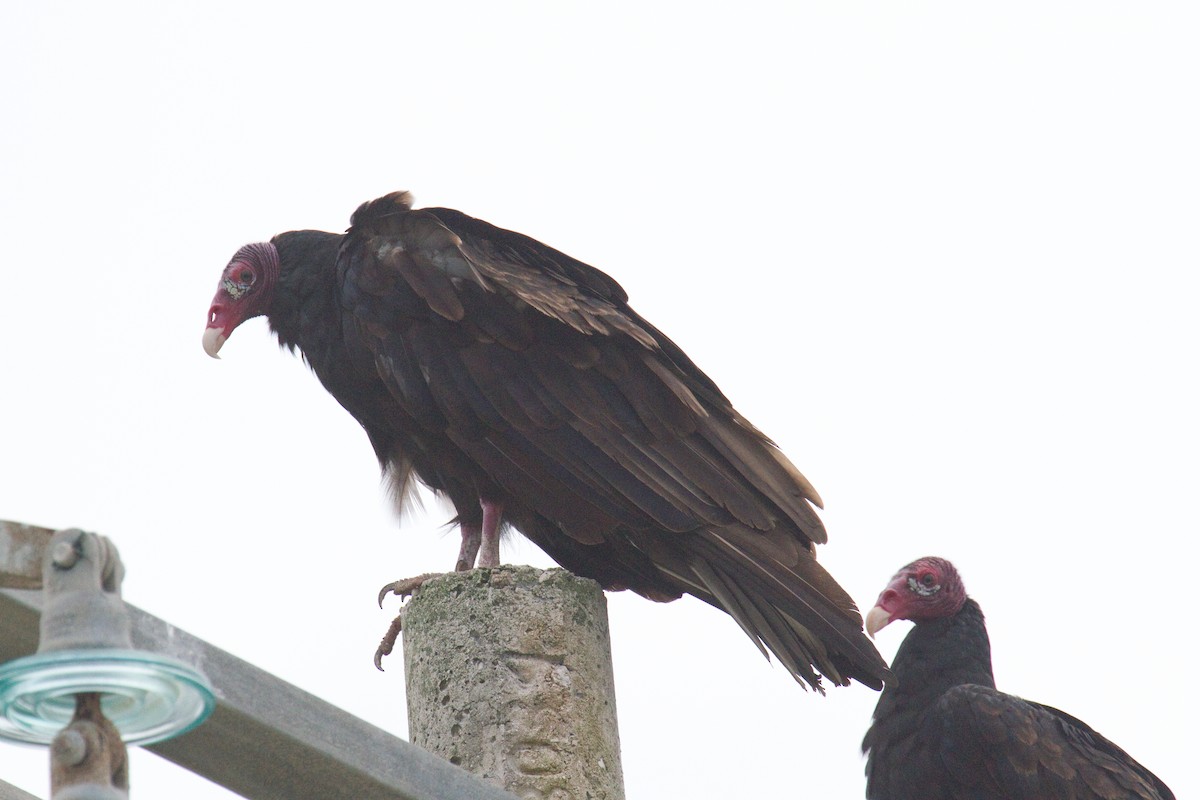 Turkey Vulture - ML580528671