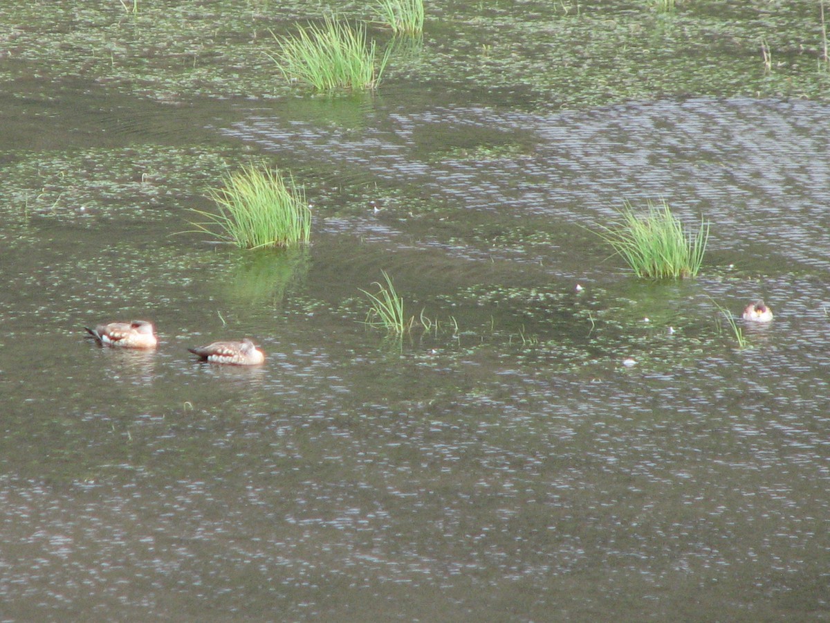 Crested Duck - ML580532001