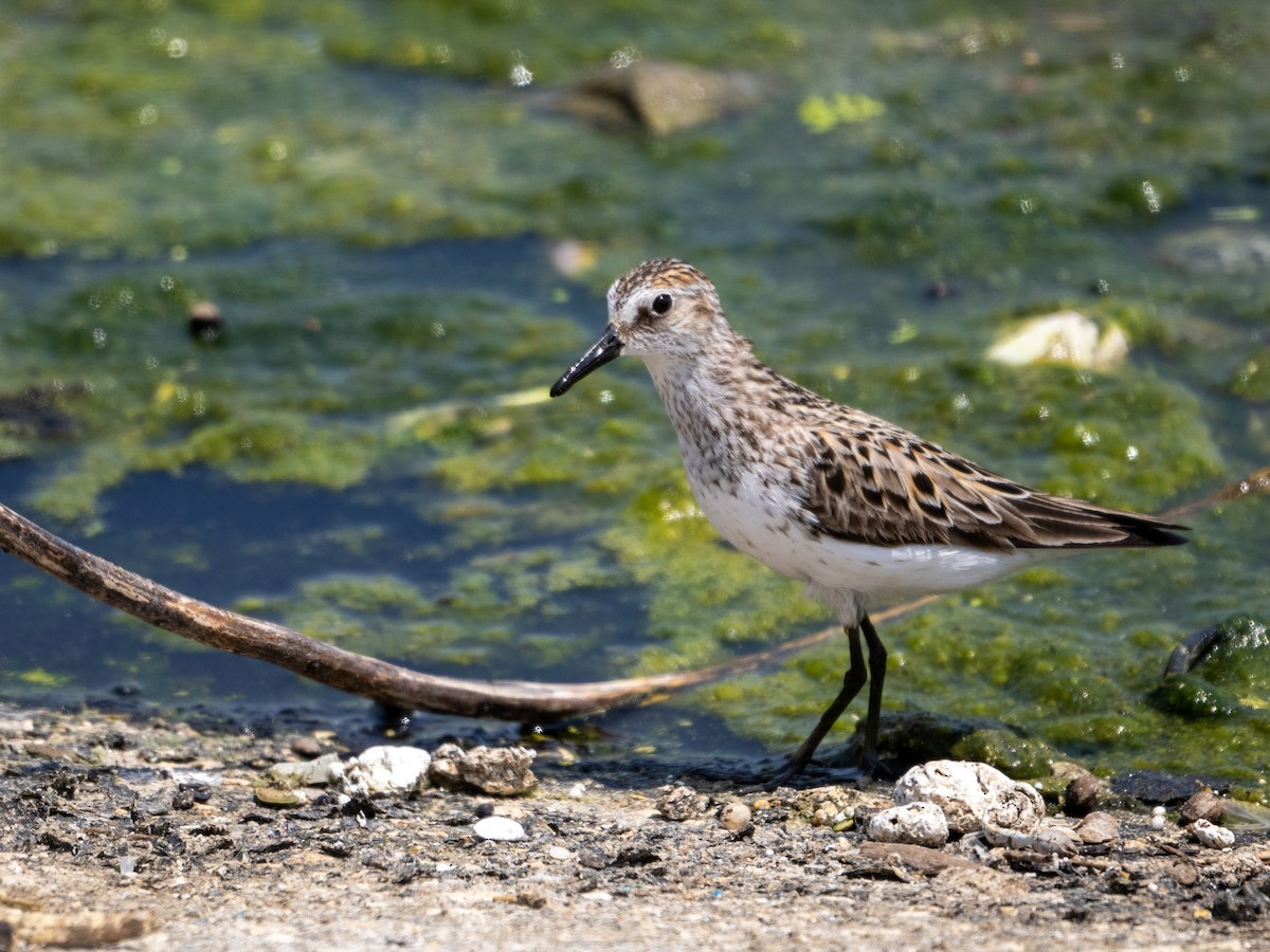 White-rumped Sandpiper - ML580532011