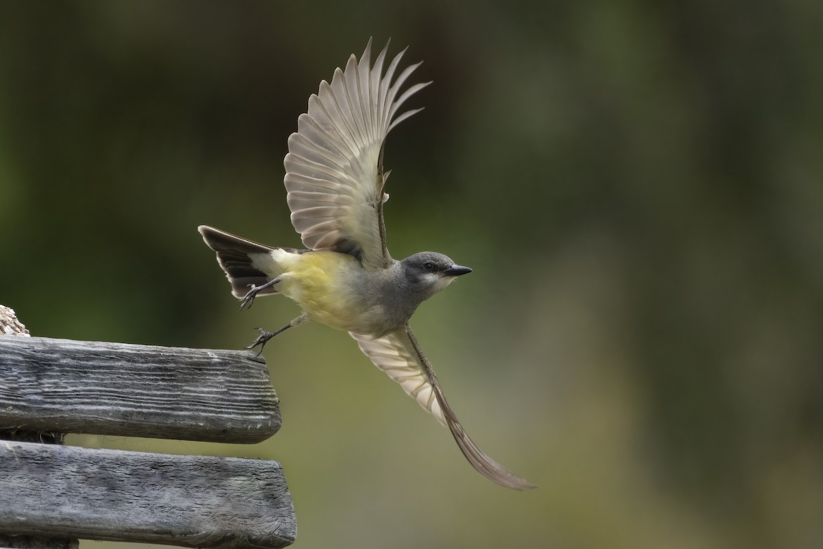Cassin's Kingbird - ML580532041