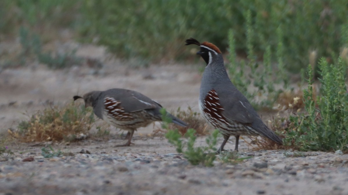 Gambel's Quail - ML580532581