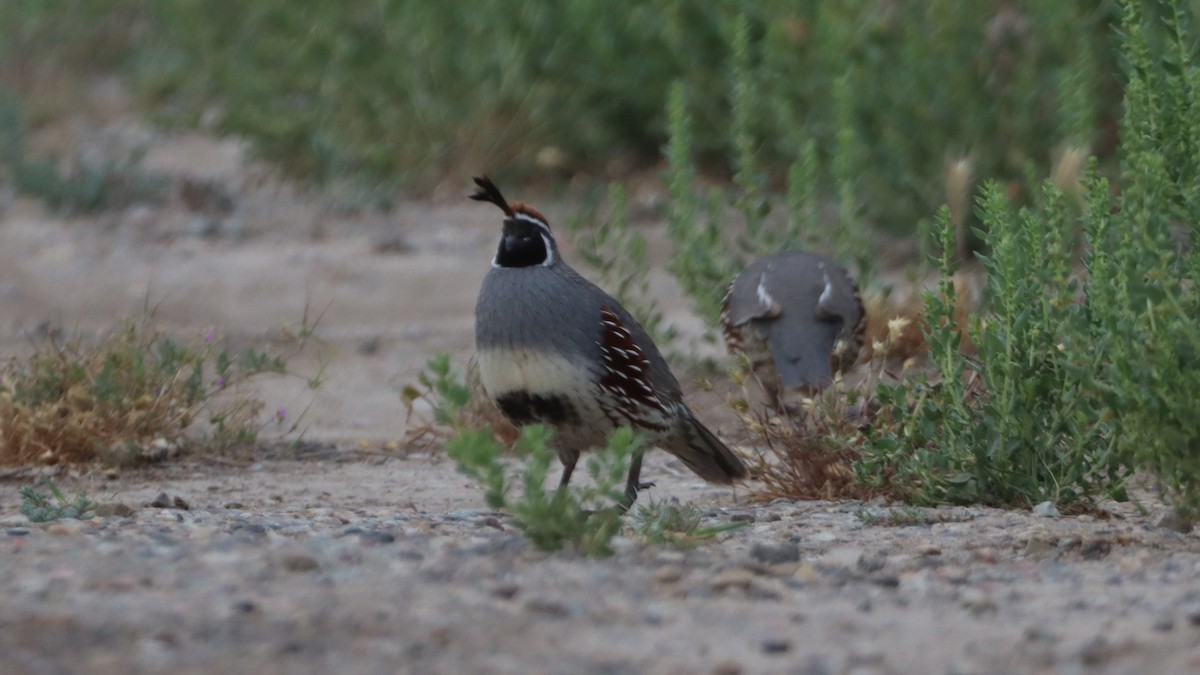 Gambel's Quail - ML580532611