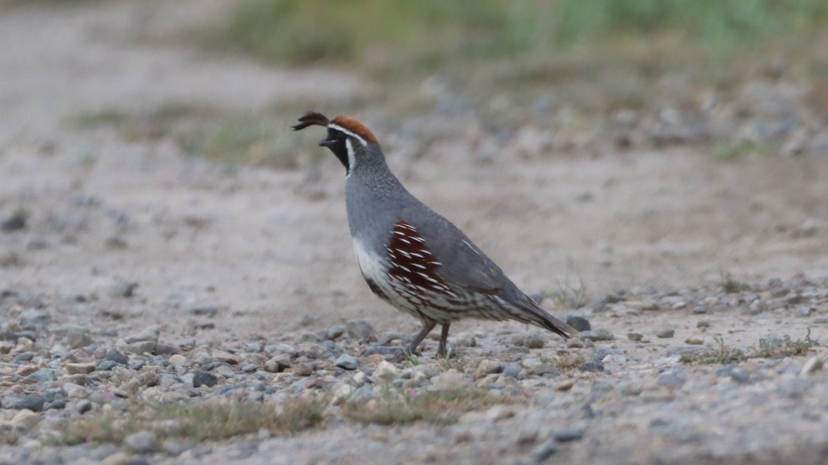 Gambel's Quail - ML580532621