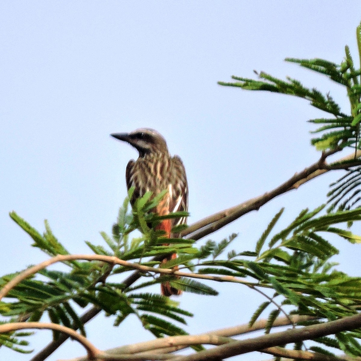 Sulphur-bellied Flycatcher - ML580532631