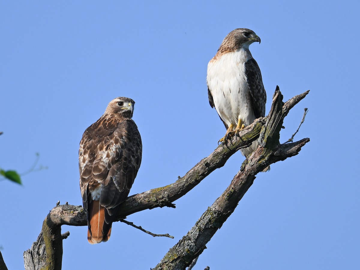 Red-tailed Hawk - George Chiu