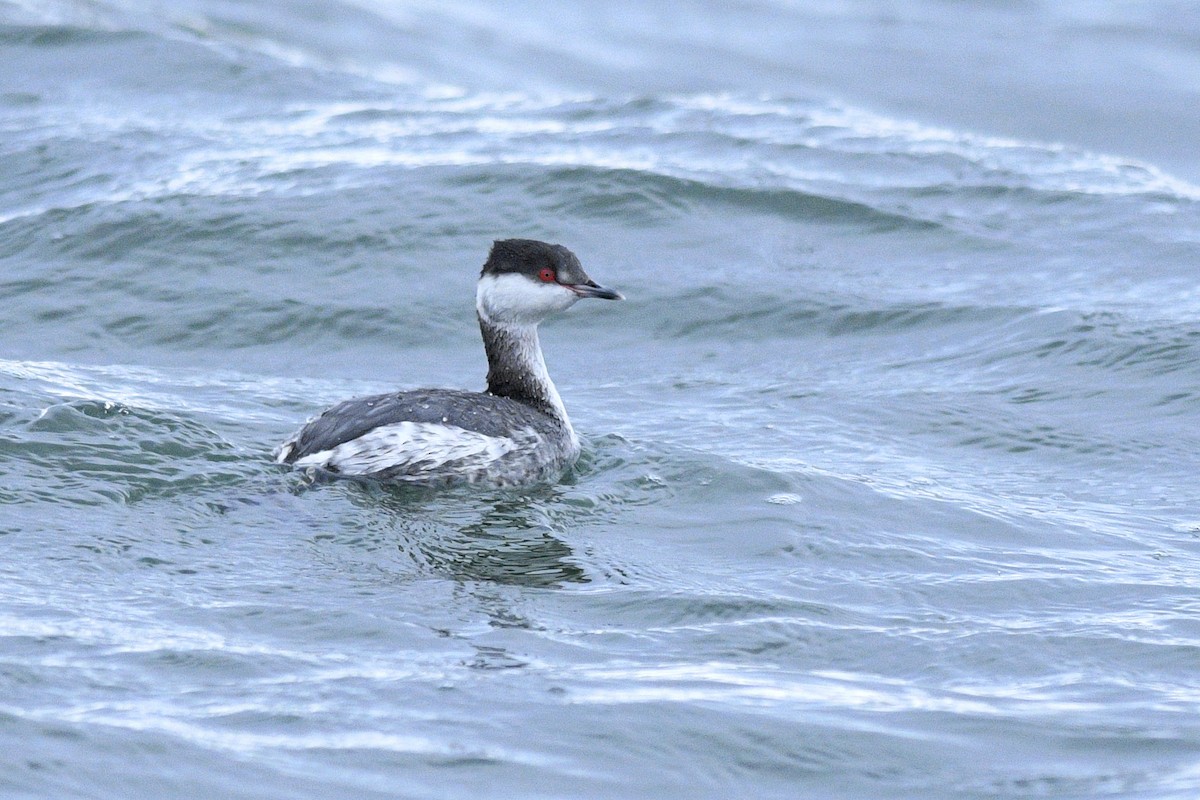 Horned Grebe - ML580533071