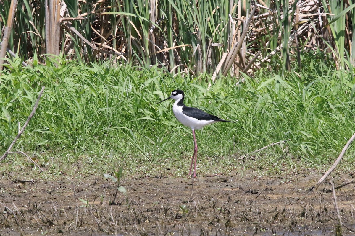 Black-necked Stilt - ML580533931