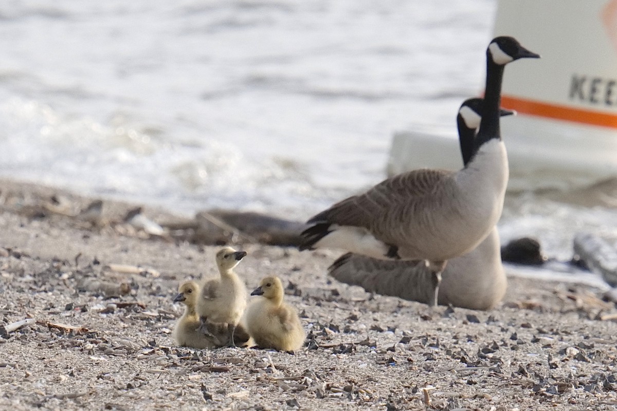 Canada Goose - Jimmy Gondek