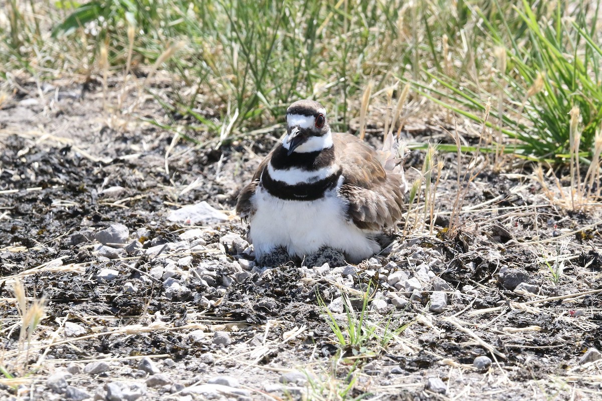 Killdeer - ML580534281