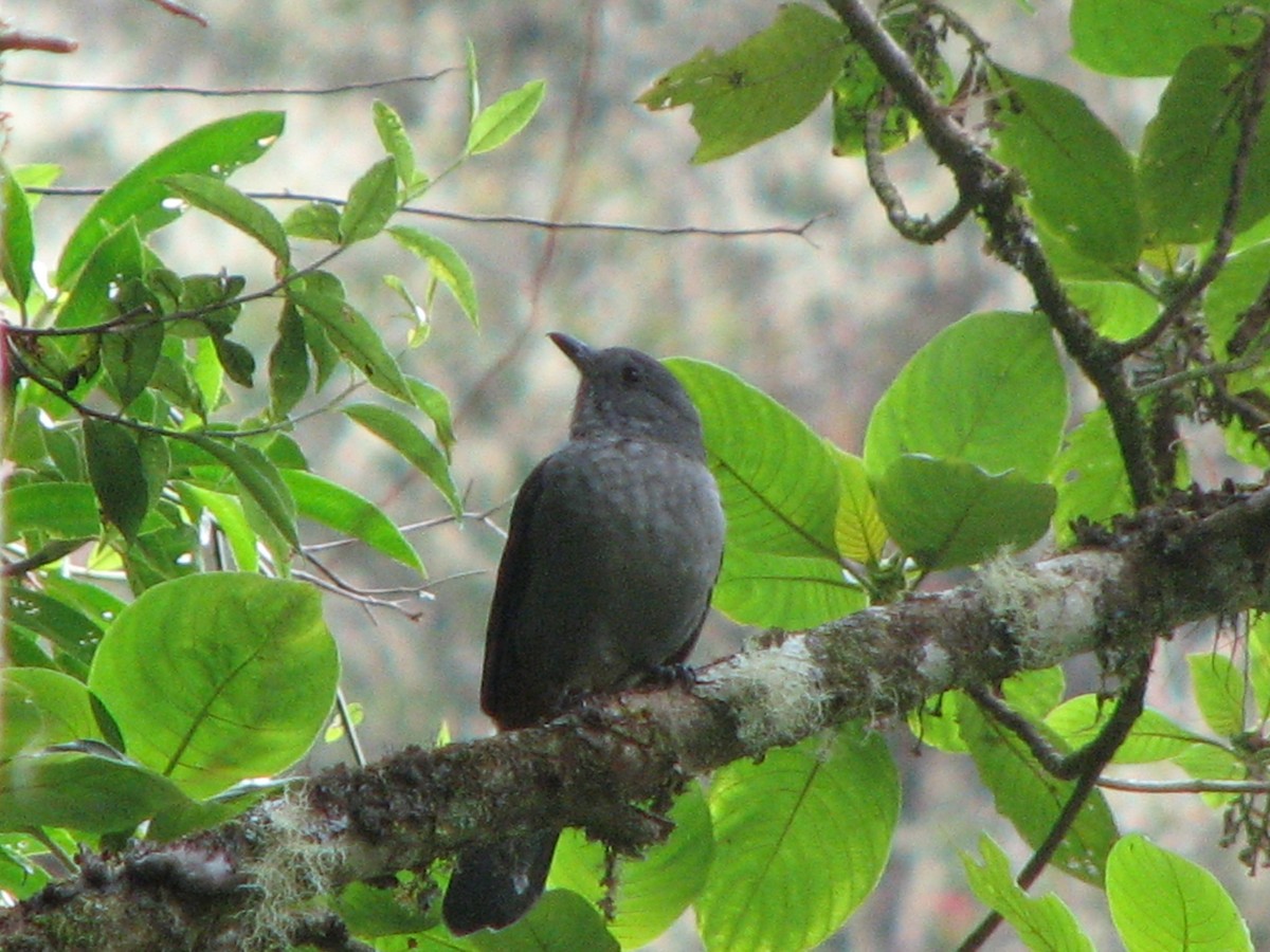 Scimitar-winged Piha - ML580535241