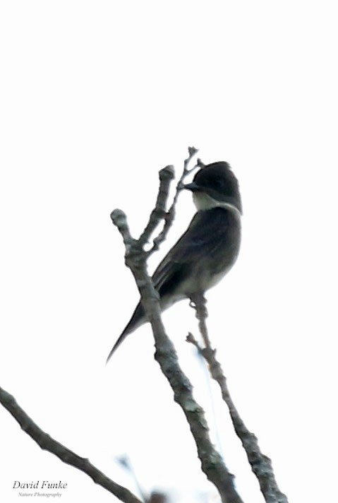 Olive-sided Flycatcher - ML580538531