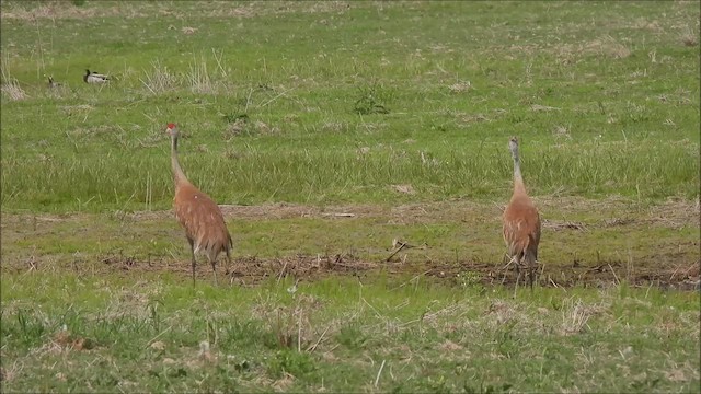 Sandhill Crane - ML580539161