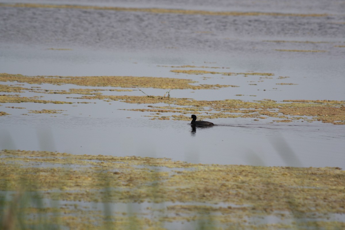 American Coot - ML580540221