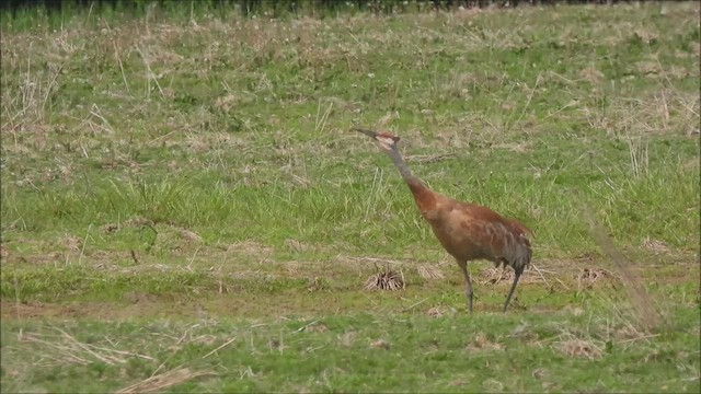 Sandhill Crane - ML580540391