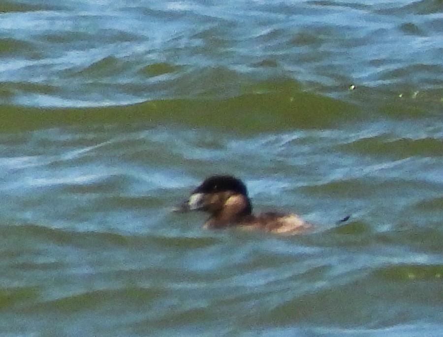 Surf Scoter - ML580540761