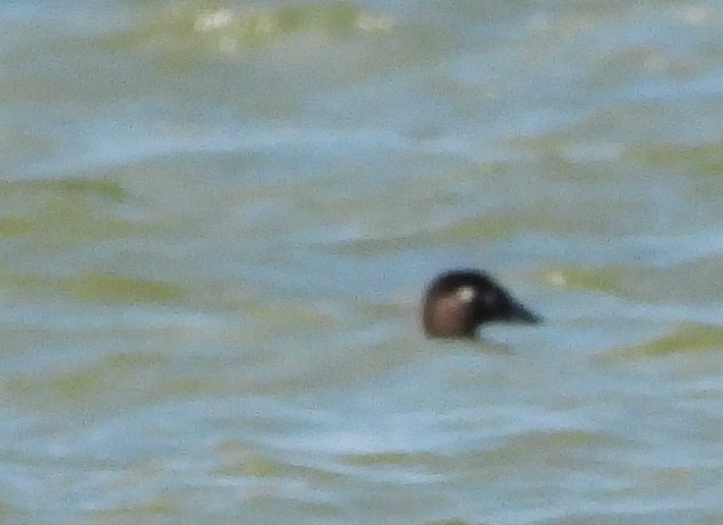 Surf Scoter - ML580541031