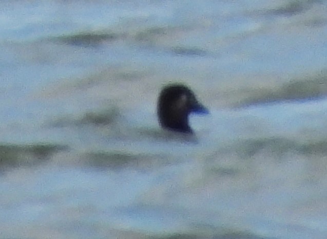 Surf Scoter - ML580541041