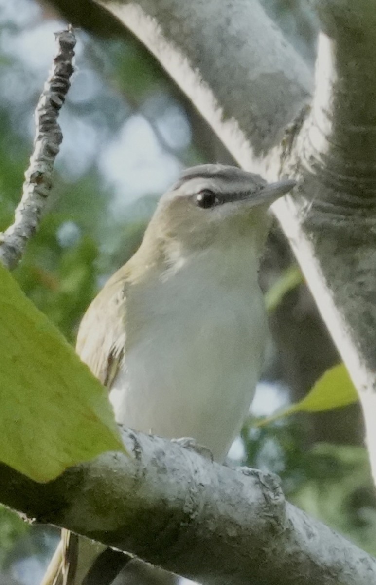 Red-eyed Vireo - ML580542611