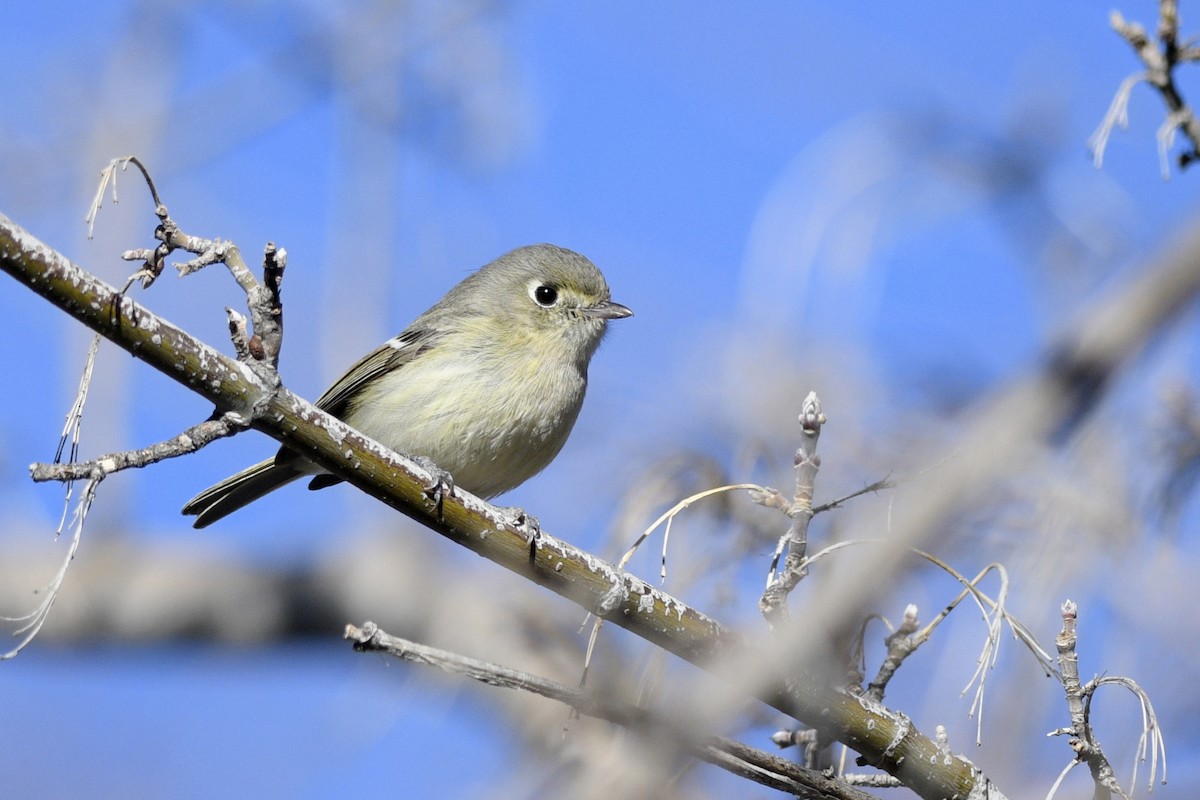 Hutton's Vireo - ML580542671