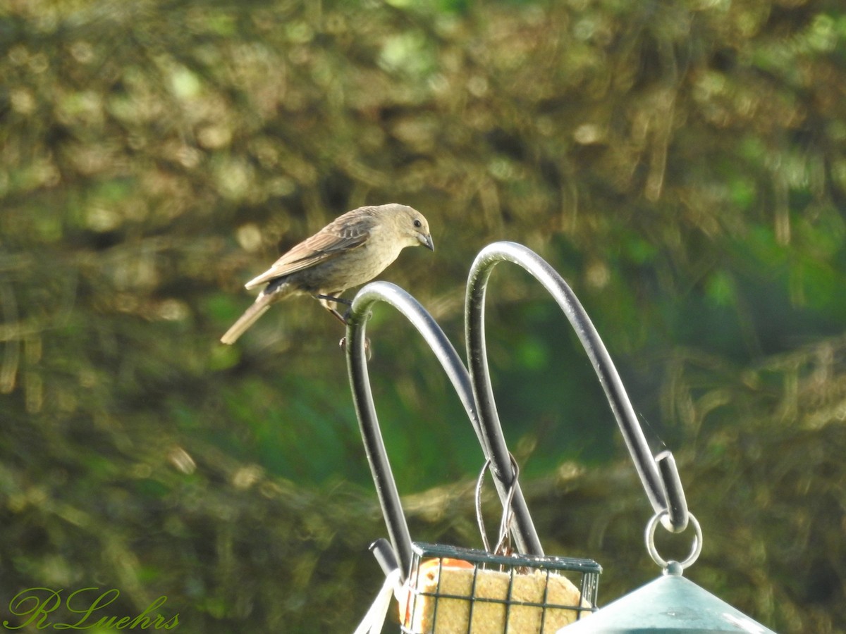 Brown-headed Cowbird - ML58054271