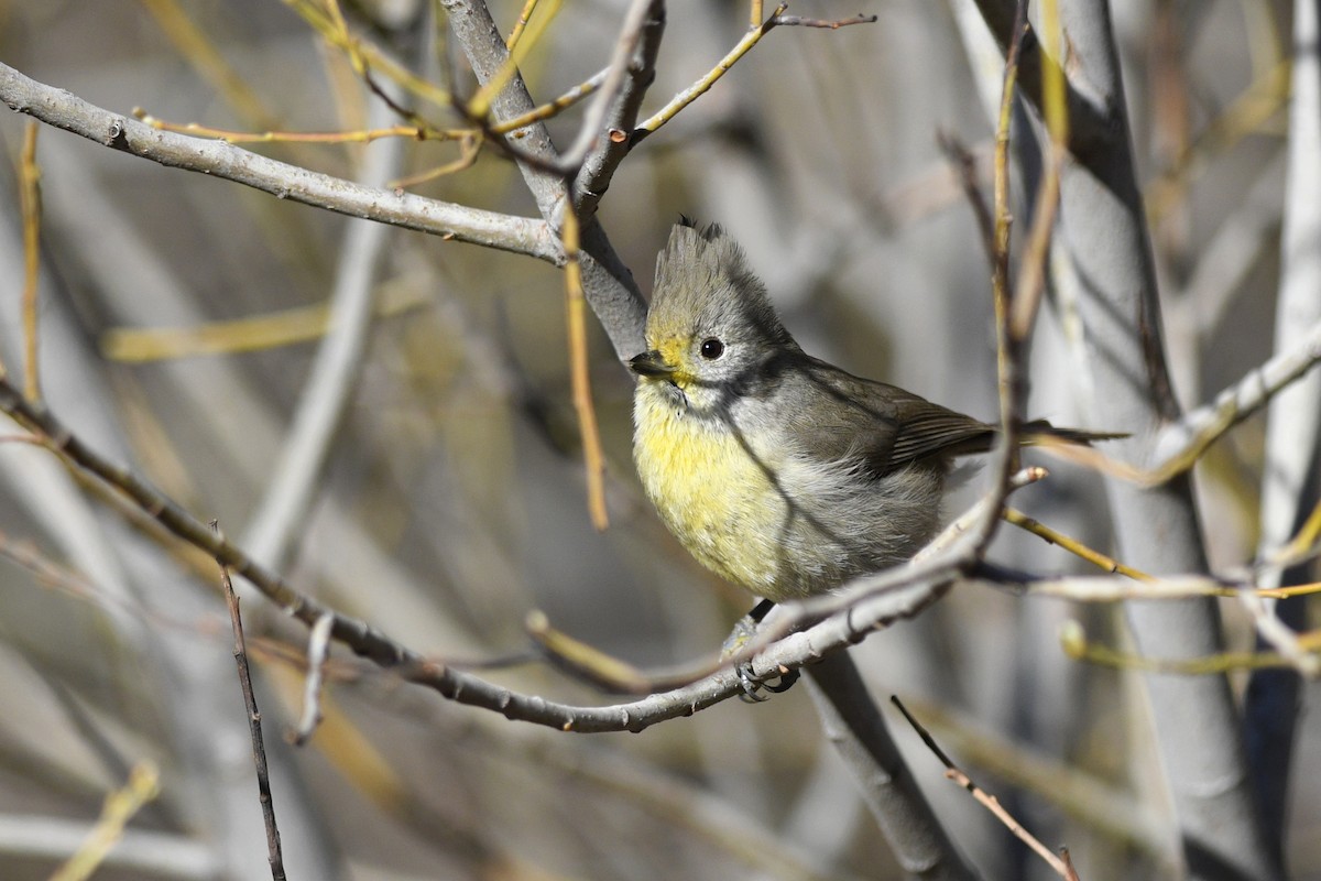 Oak Titmouse - ML580542741