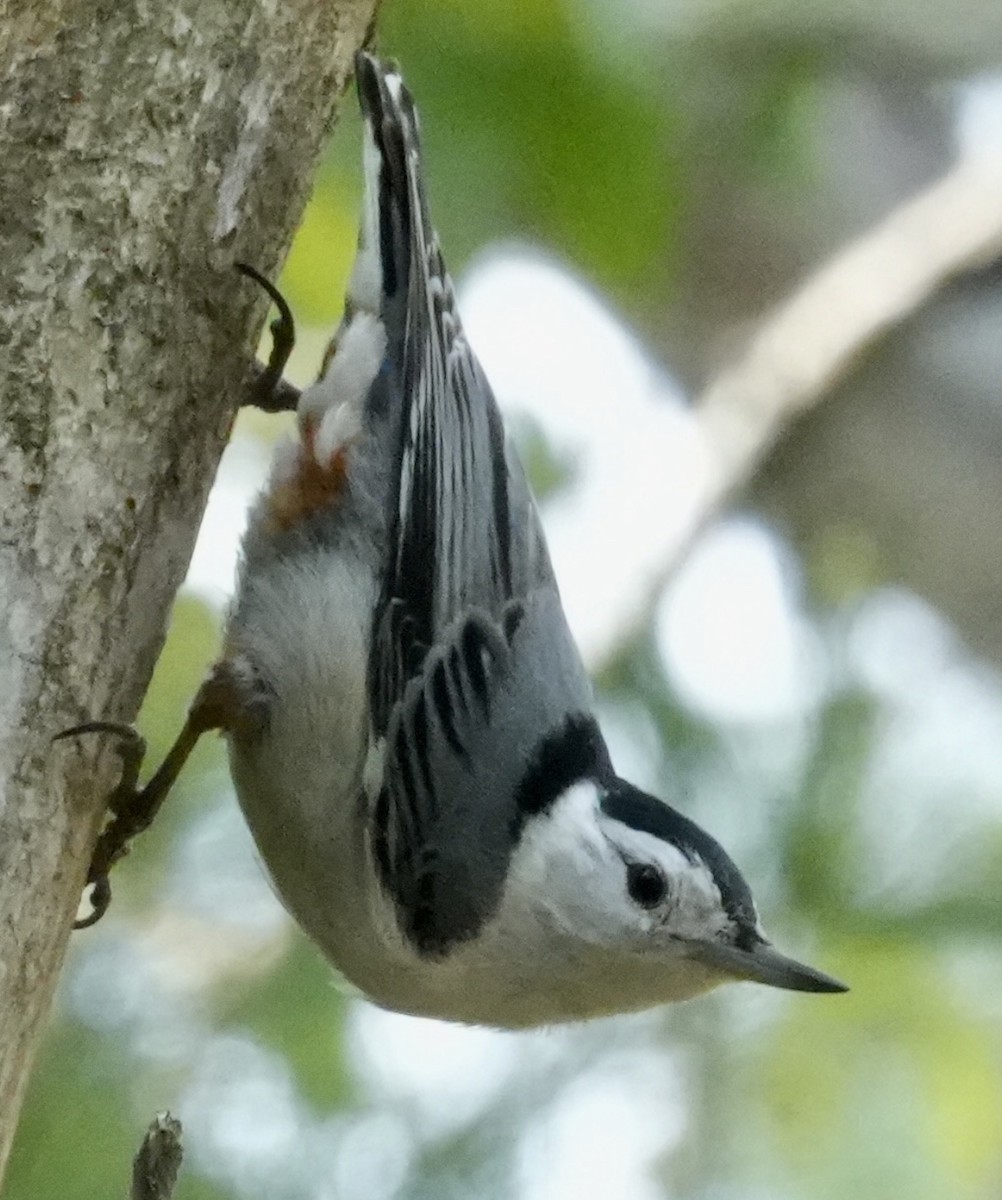 White-breasted Nuthatch - ML580543201