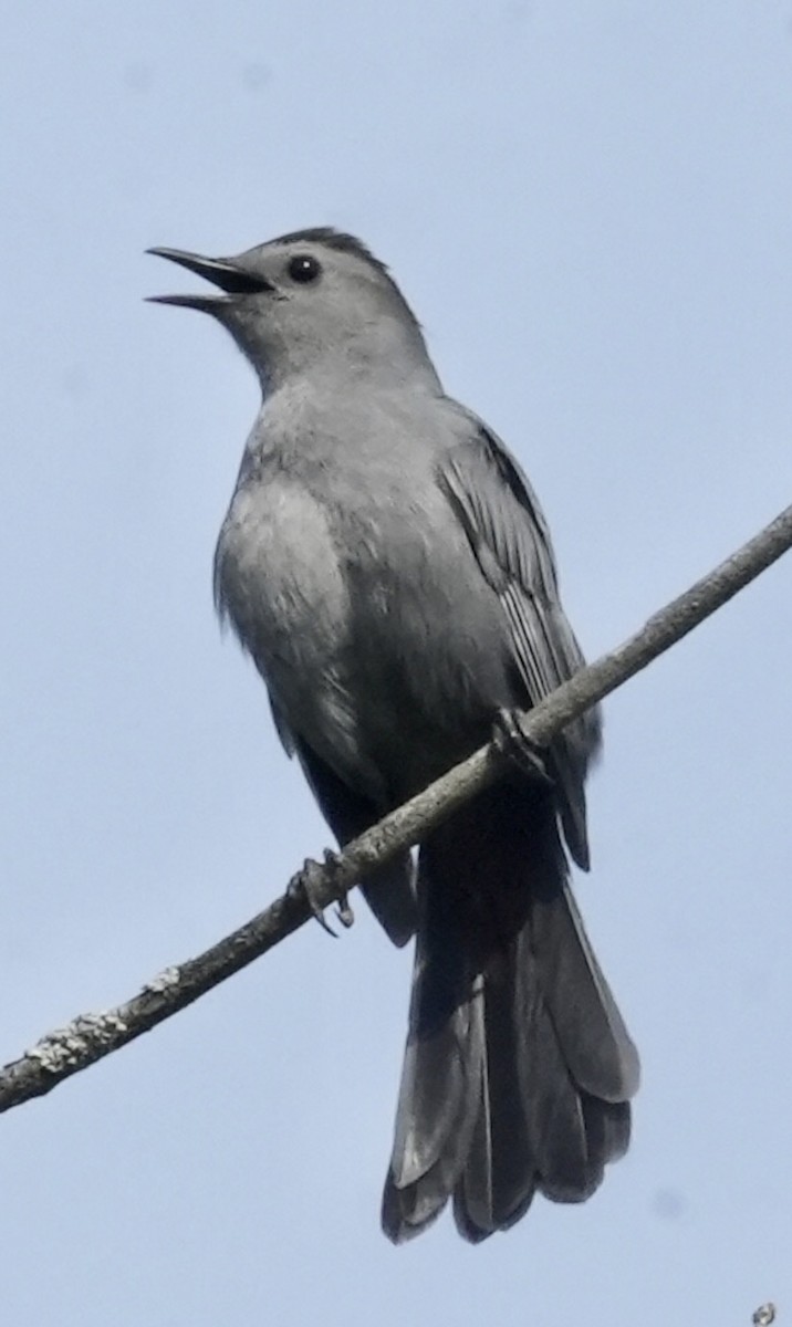 Gray Catbird - ML580543321