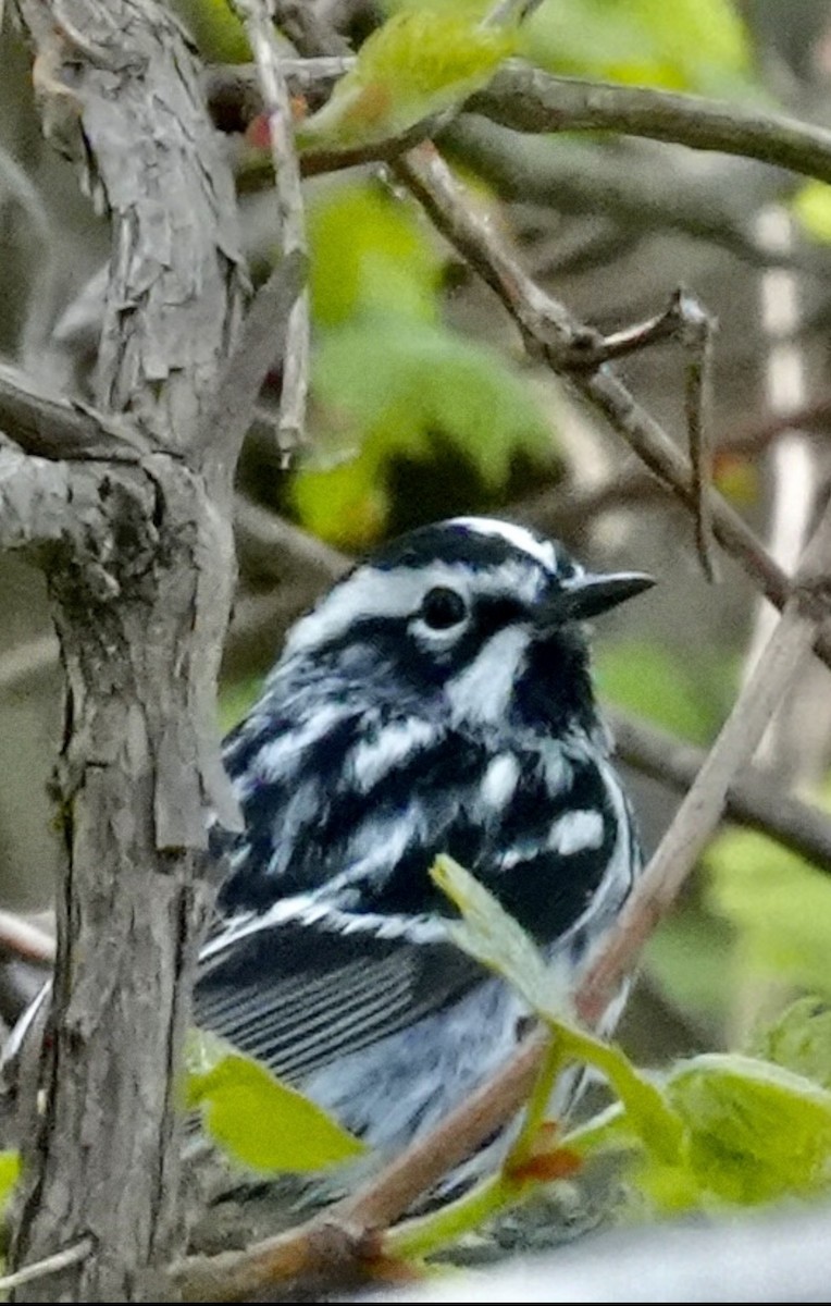 Black-and-white Warbler - ML580543631