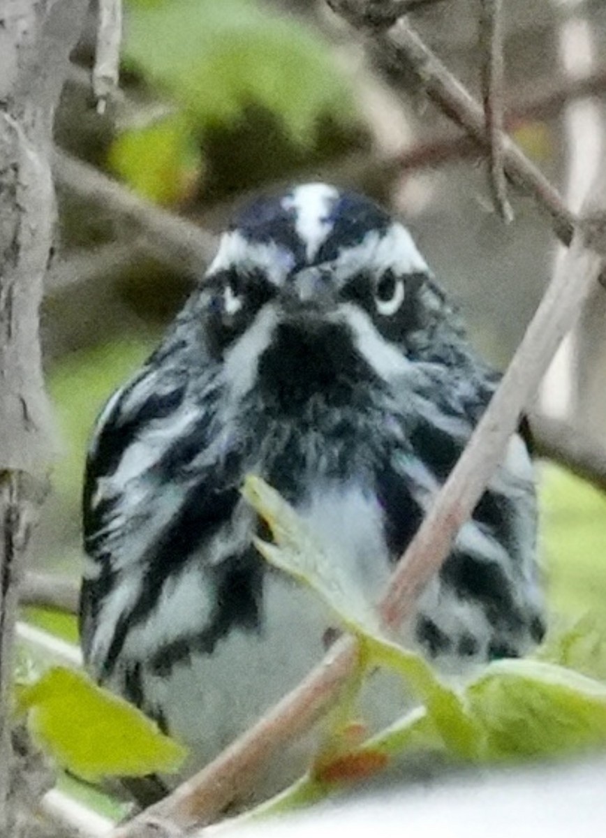 Black-and-white Warbler - ML580543641