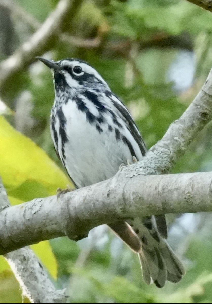 Black-and-white Warbler - ML580543651