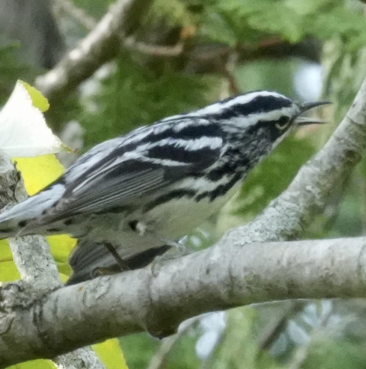 Black-and-white Warbler - ML580543661