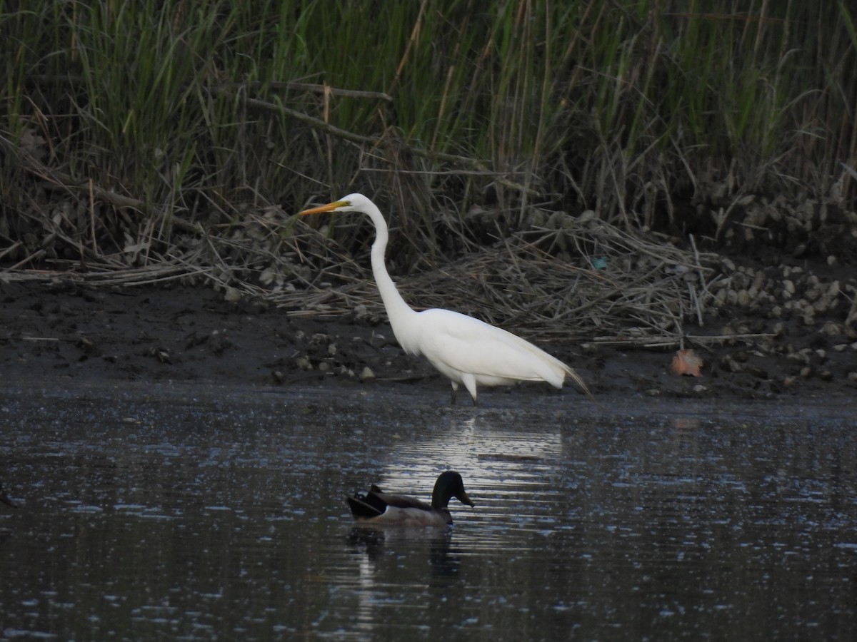 Great Egret - ML580544831