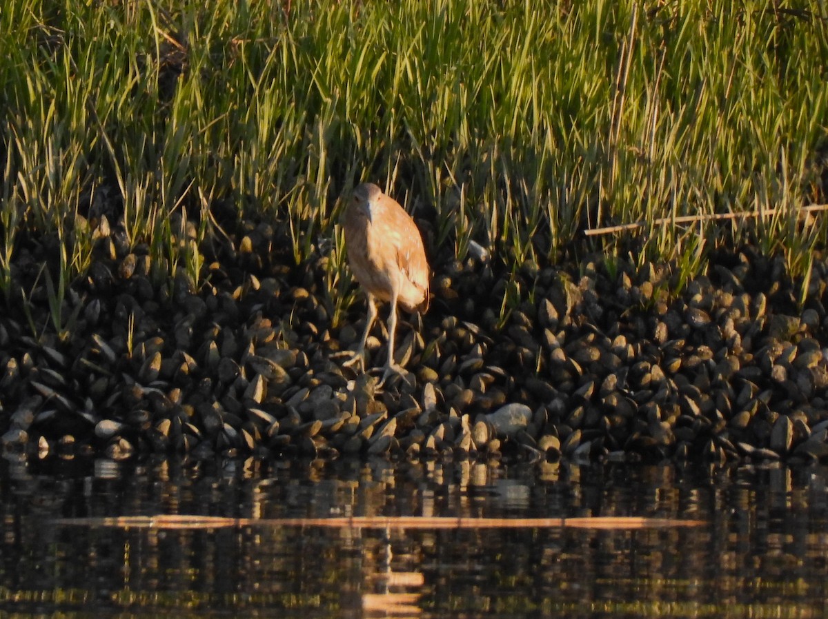 Black-crowned Night Heron - ML580544941