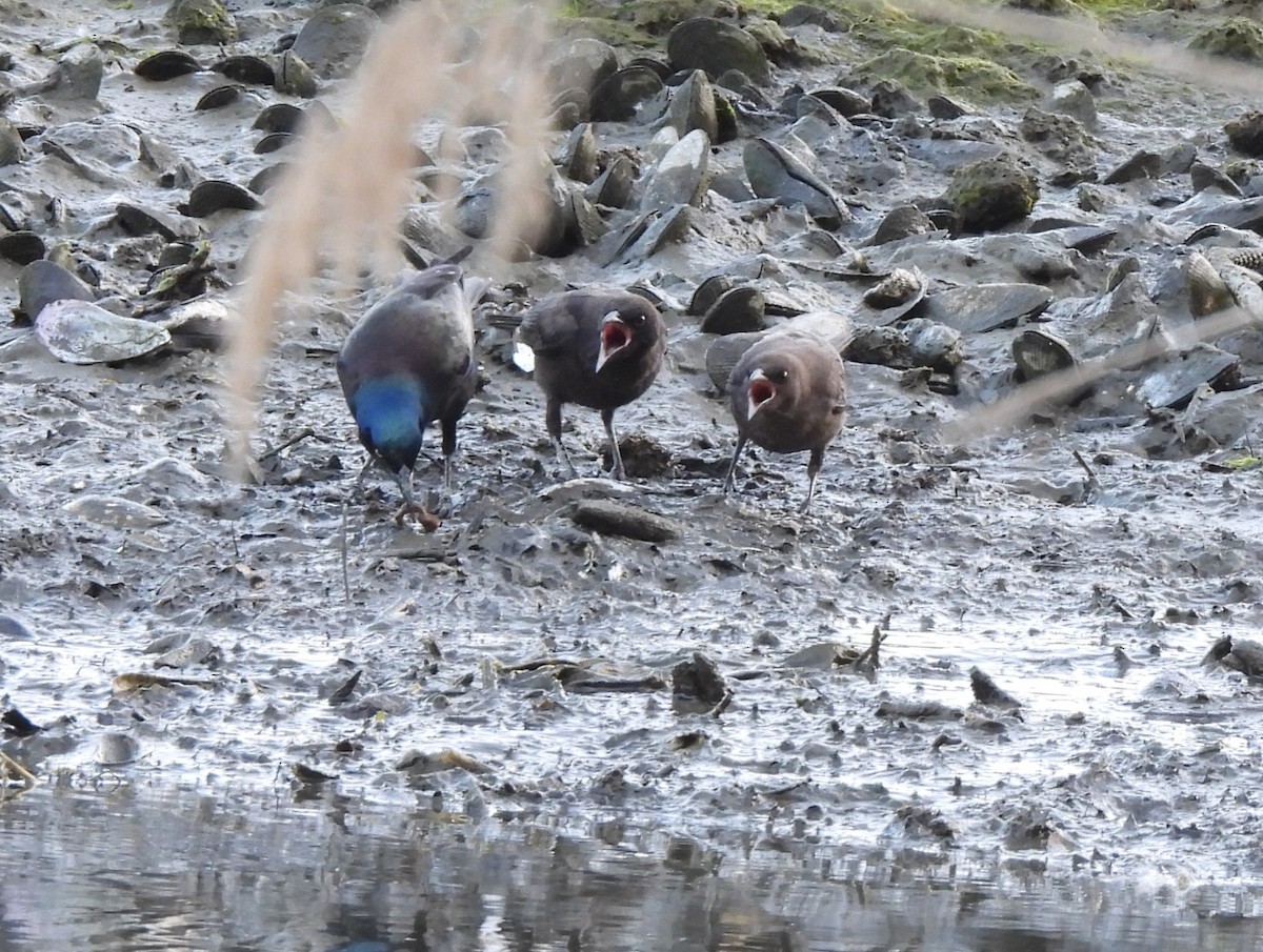 Common Grackle - ML580545191