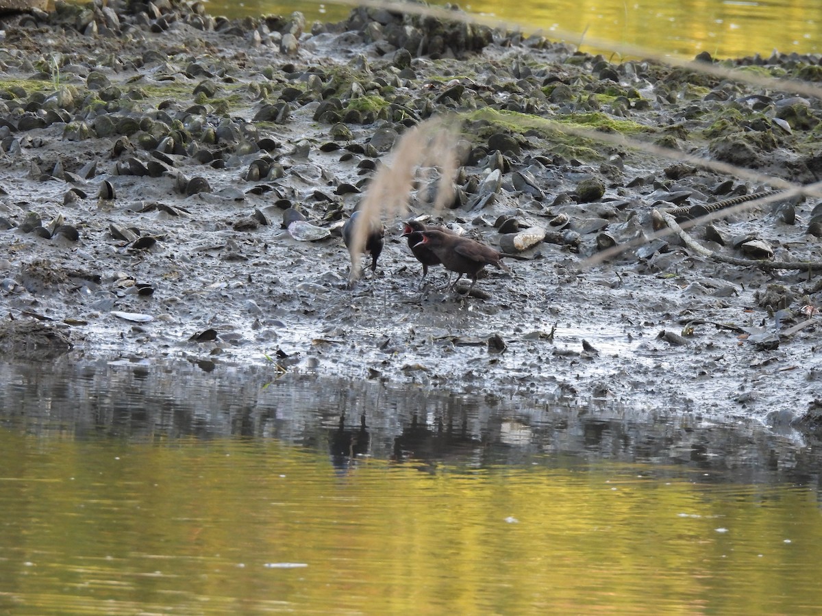 Common Grackle - ML580545201