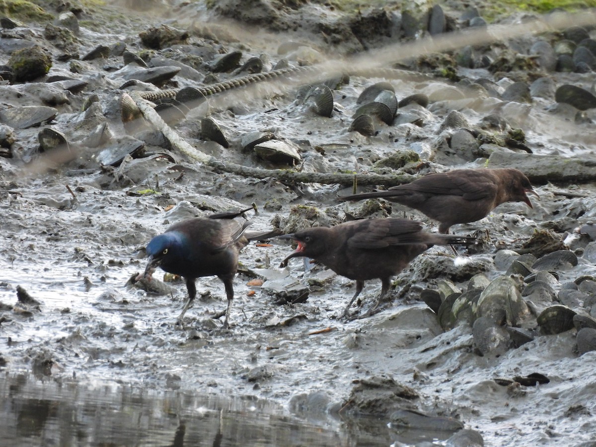 Common Grackle - ML580545211