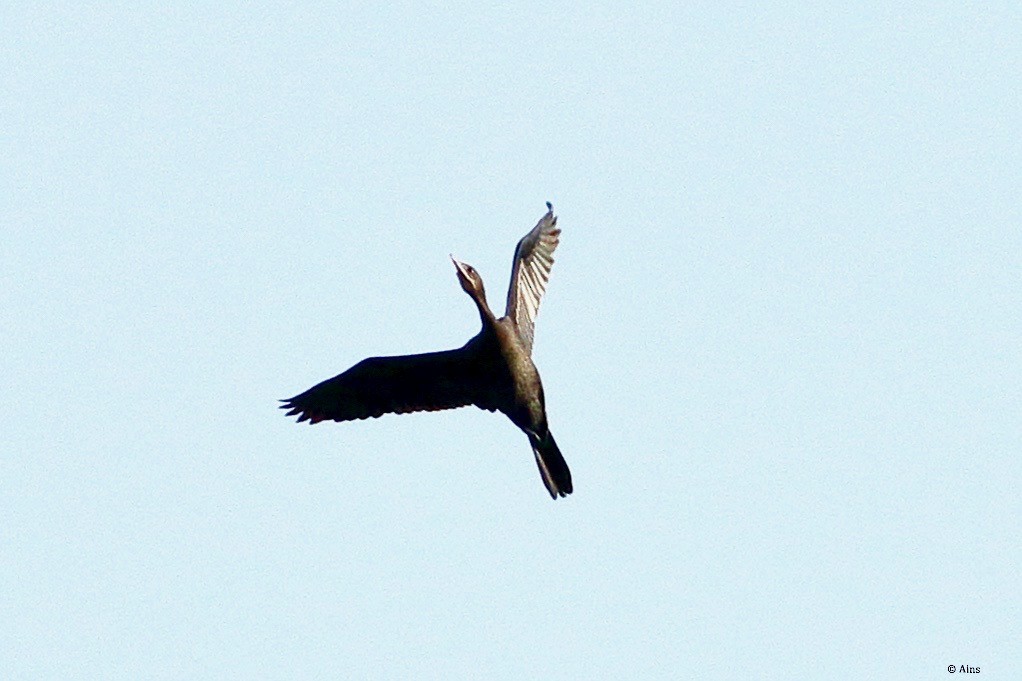 Great Cormorant - ML580545281