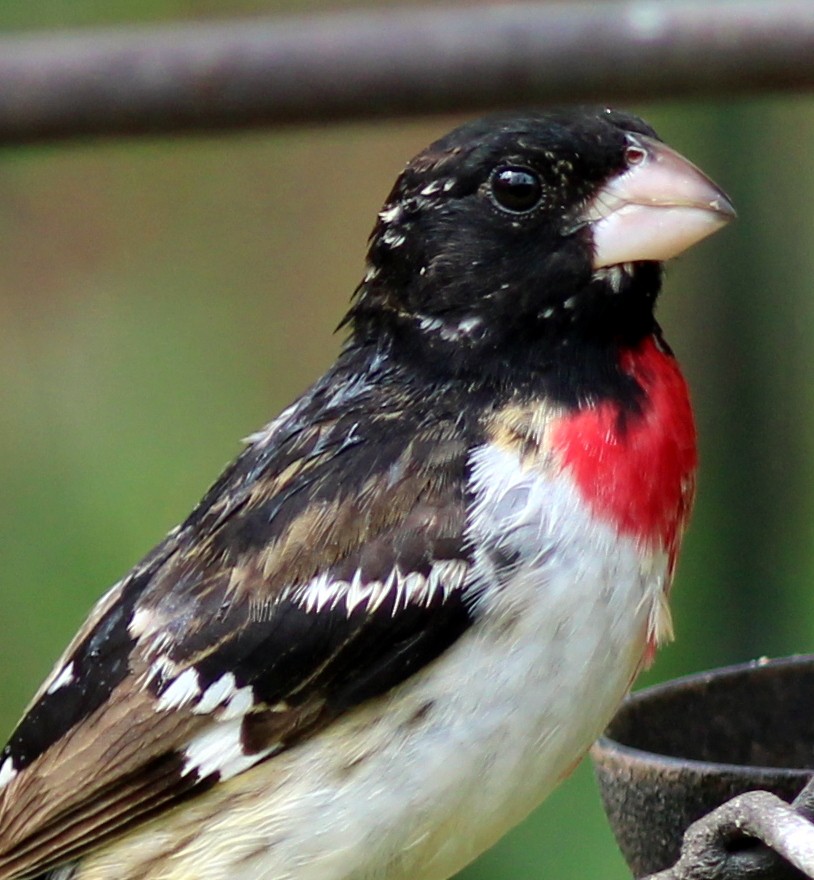 Rose-breasted Grosbeak - ML580548781