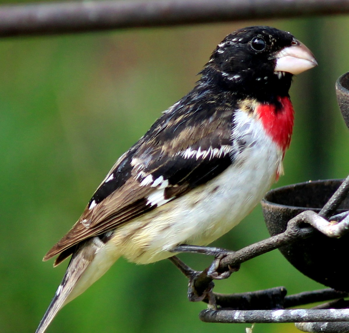 Rose-breasted Grosbeak - ML580548871