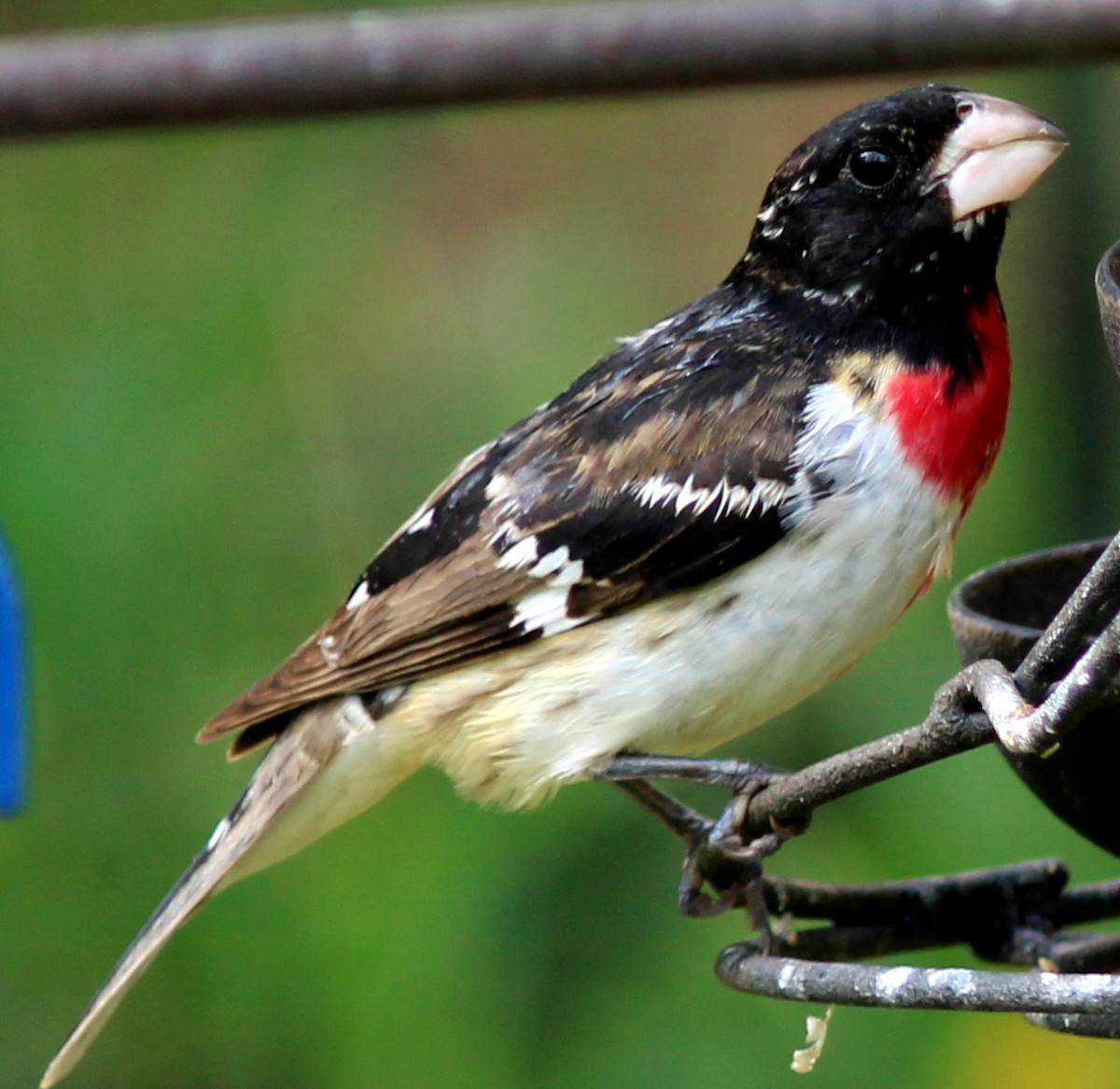 Rose-breasted Grosbeak - ML580548901
