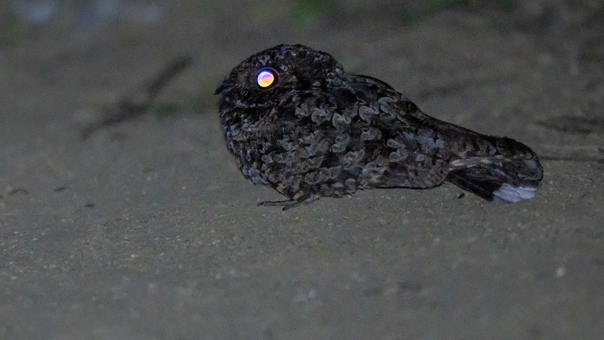 Common Poorwill - chef Ito