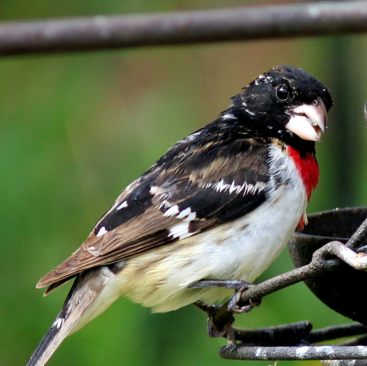 Rose-breasted Grosbeak - ML580549151