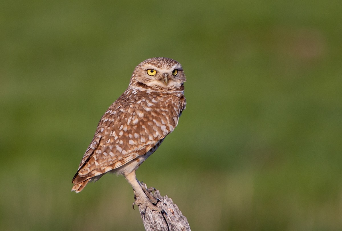 Burrowing Owl - ML580549851