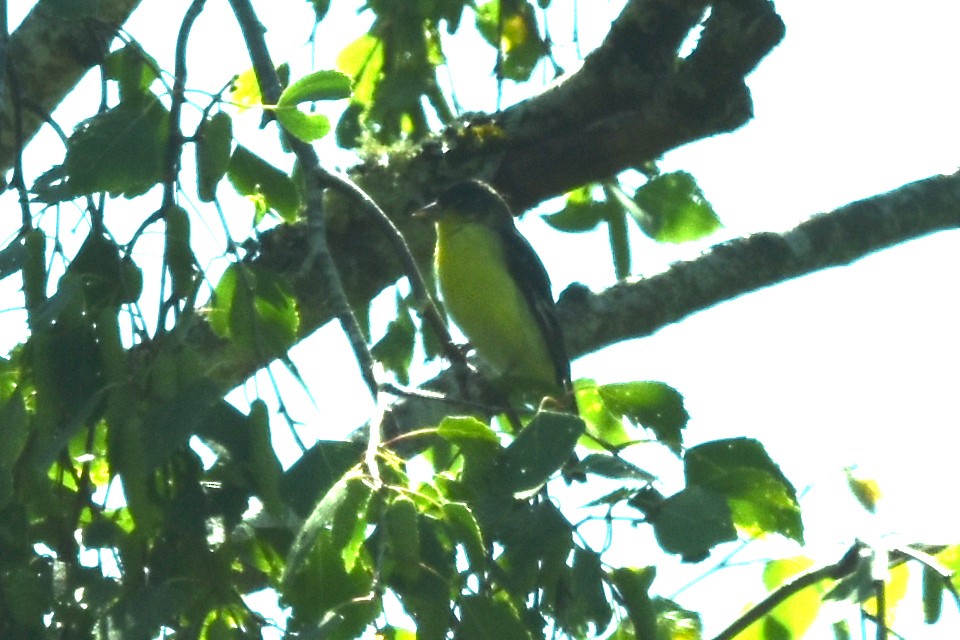 Lesser Goldfinch - ML580552191