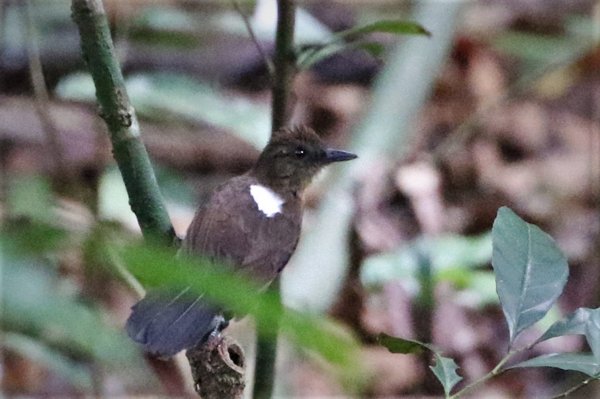 East Amazonian Fire-eye - ML58055231