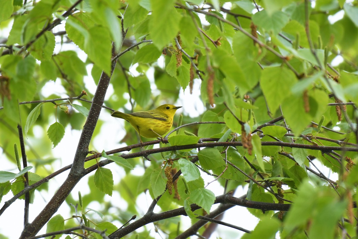 Yellow Warbler - ML580552501
