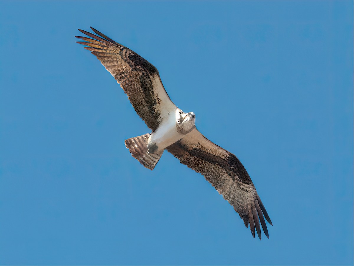 Osprey - ML580552531