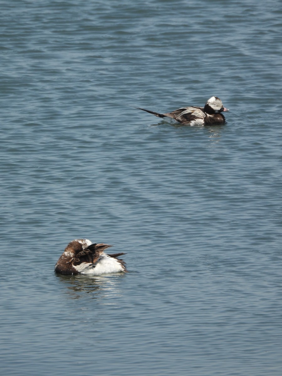 Long-tailed Duck - ML580554191